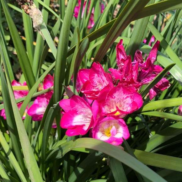 Meet your Posher, Etta. - Picture 5 of 6